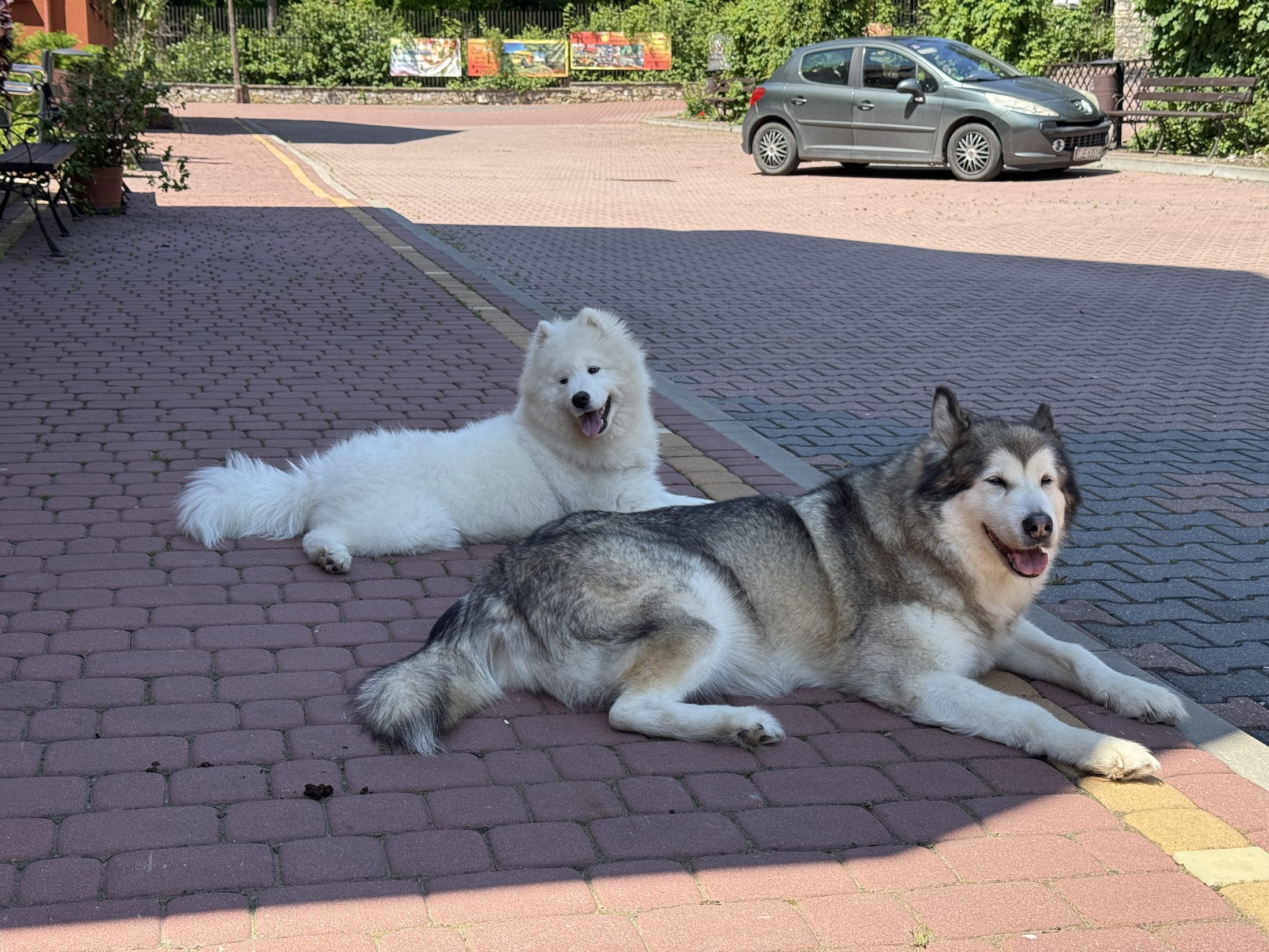 Figa i Fifi, psy mieszkające w ośrodku Wierna